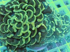 画像2: No.4 ナガレハナサンゴ イエロー (2)