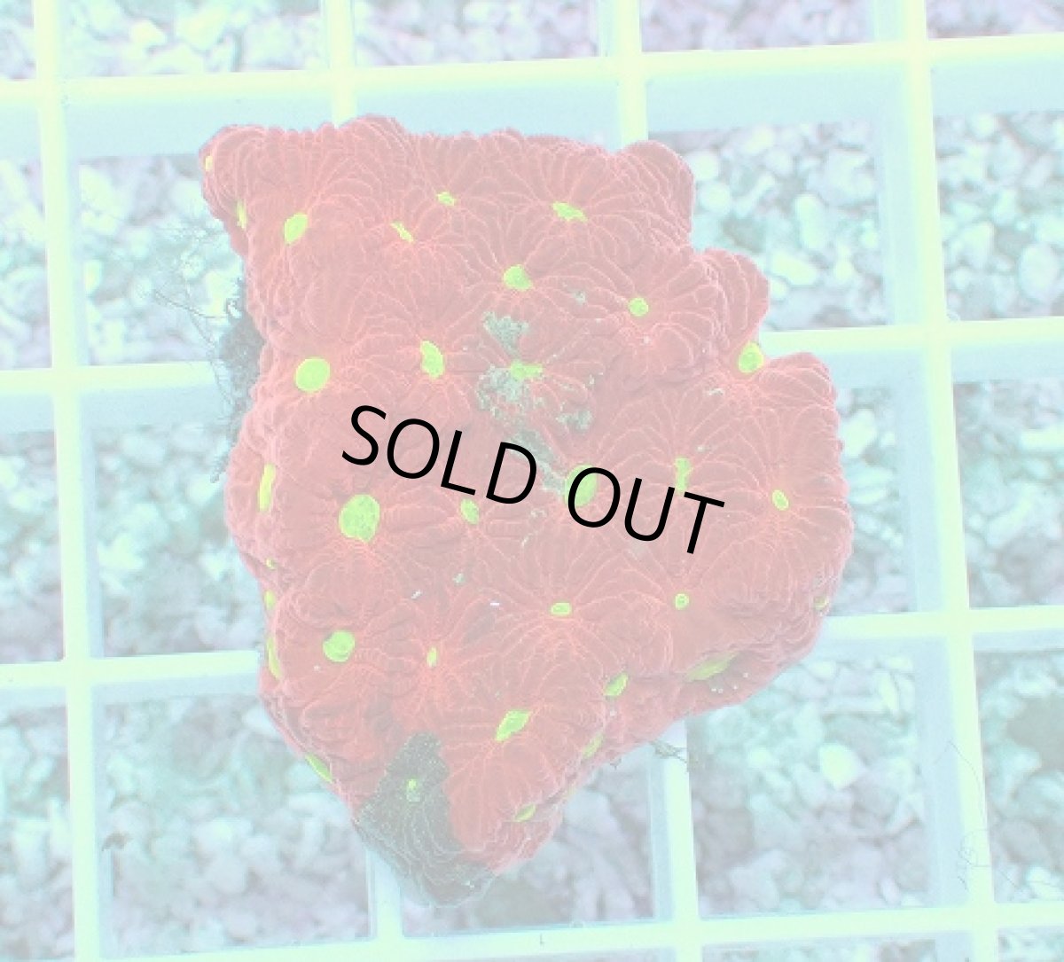 画像1: No.1 オーストラリア産 キクメイシsp (1)