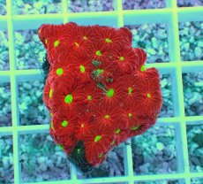 画像1: No.1 オーストラリア産 キクメイシsp (1)