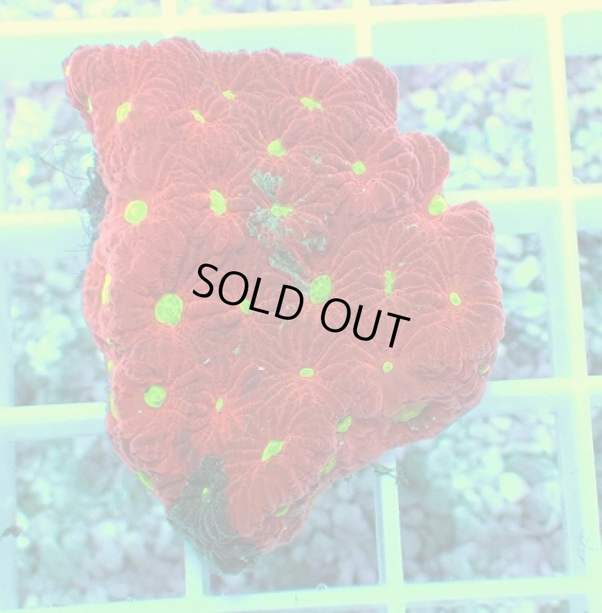 画像2: No.1 オーストラリア産 キクメイシsp (2)