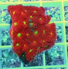 画像2: No.1 オーストラリア産 キクメイシsp (2)