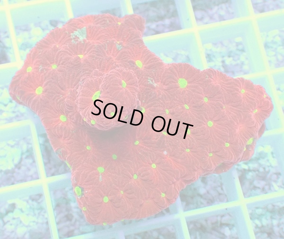 画像1: No.2 オーストラリア産 キクメイシsp (1)