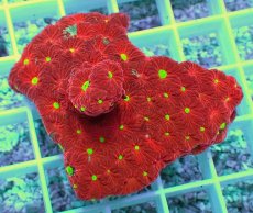 画像1: No.2 オーストラリア産 キクメイシsp (1)