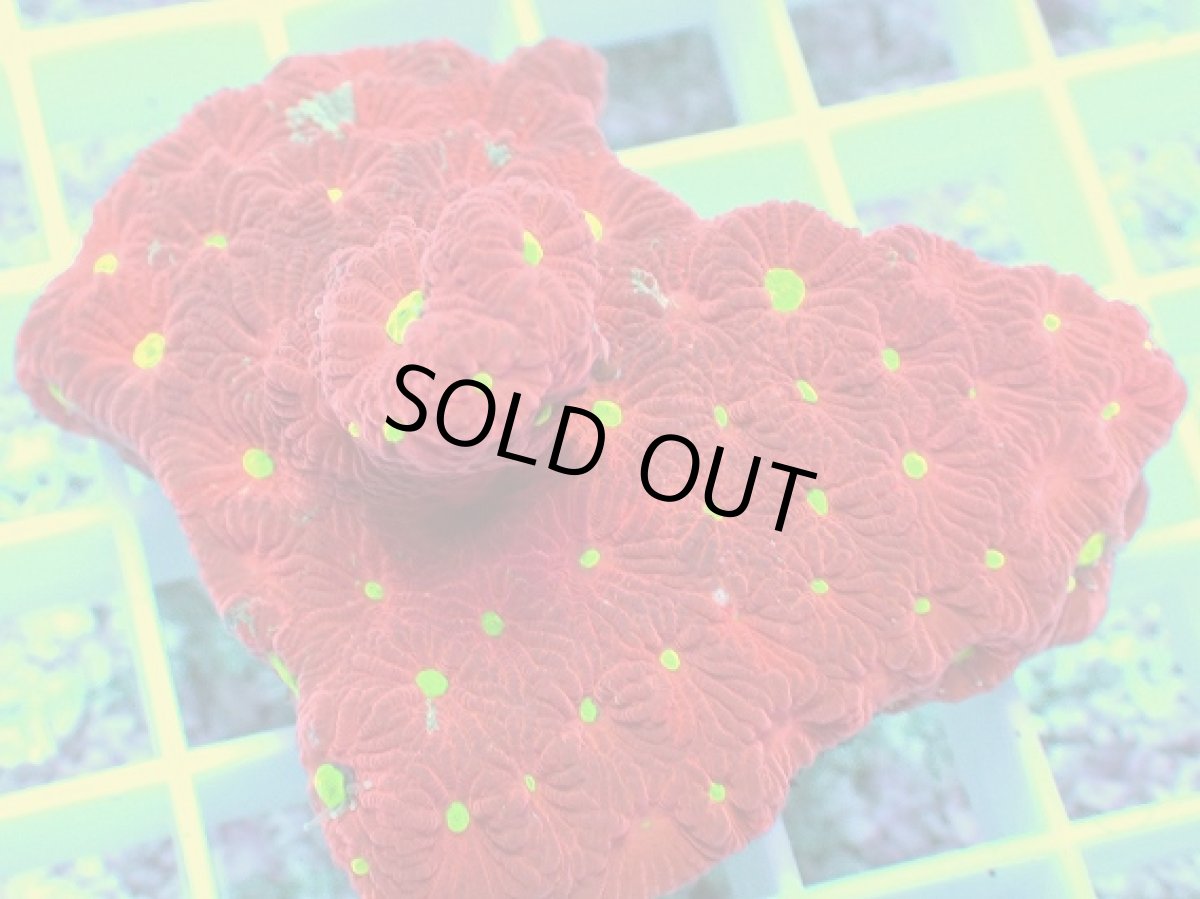 画像2: No.2 オーストラリア産 キクメイシsp (2)