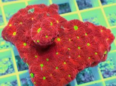 画像2: No.2 オーストラリア産 キクメイシsp (2)