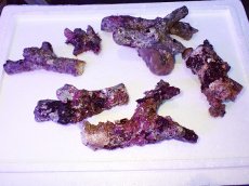 画像1: No.1 個体販売 オーストラリア産 ブランチロック 約2ｋｇ (1)