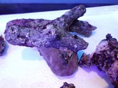 画像2: No.1 個体販売 オーストラリア産 ブランチロック 約2ｋｇ (2)