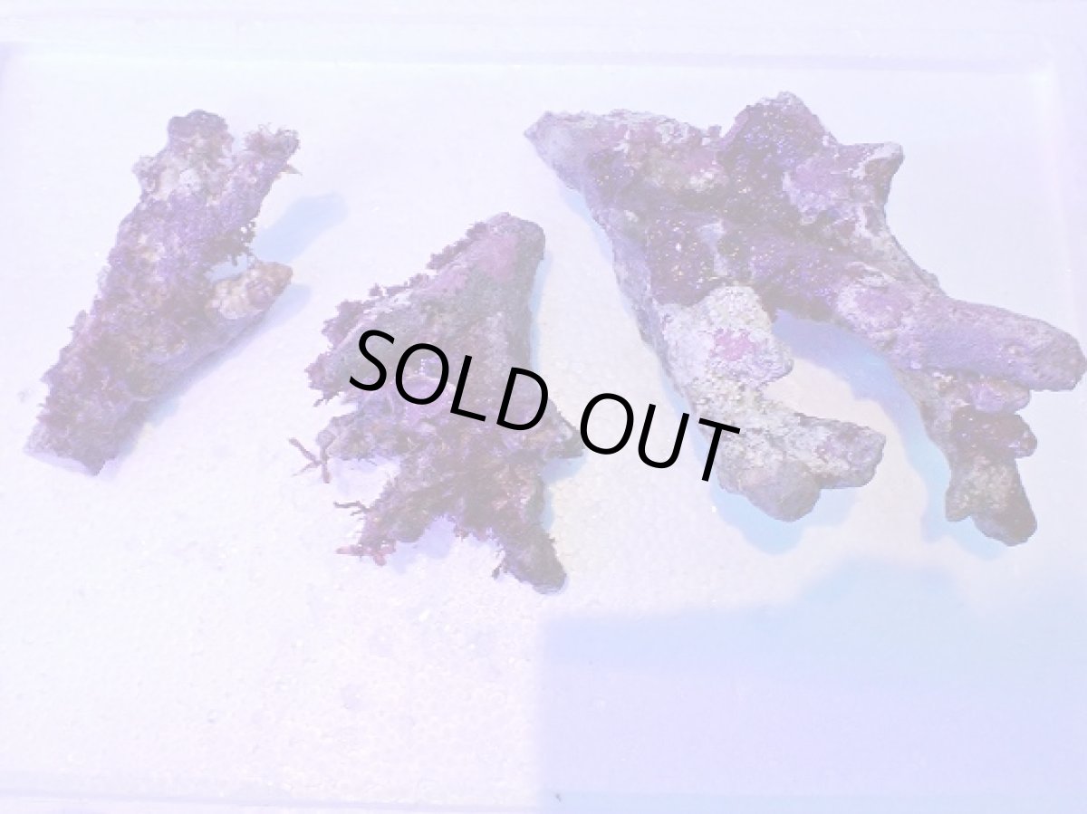 画像1: No.3 個体販売 オーストラリア産 ブランチロック 約1.1ｋｇ (1)