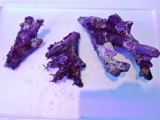 画像1: No.3 個体販売 オーストラリア産 ブランチロック 約1.1ｋｇ (1)