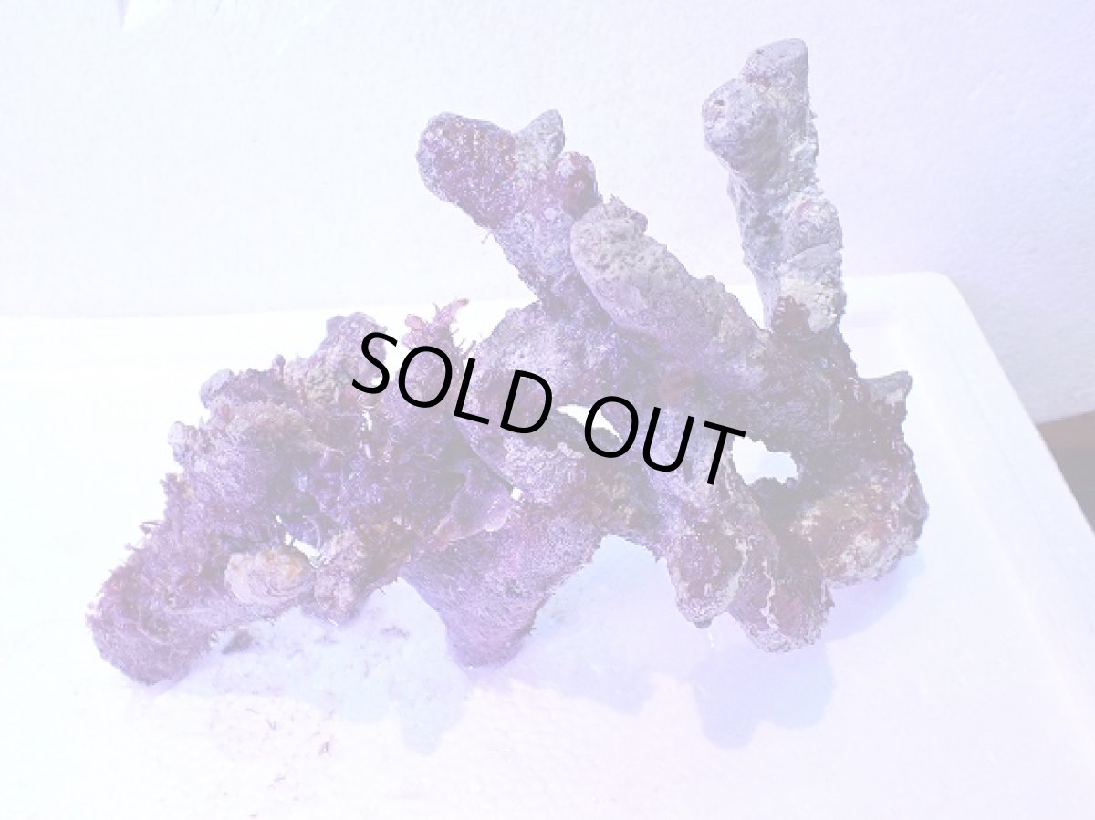 画像2: No.3 個体販売 オーストラリア産 ブランチロック 約1.1ｋｇ (2)