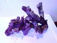 画像2: No.3 個体販売 オーストラリア産 ブランチロック 約1.1ｋｇ (2)