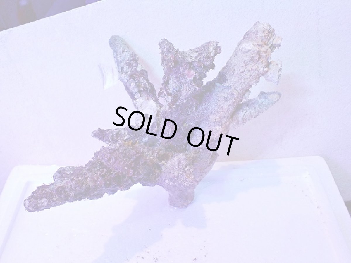 画像1: No.4 個体販売 オーストラリア産 ブランチロック 約2.1ｋｇ (1)