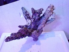 画像1: No.4 個体販売 オーストラリア産 ブランチロック 約2.1ｋｇ (1)