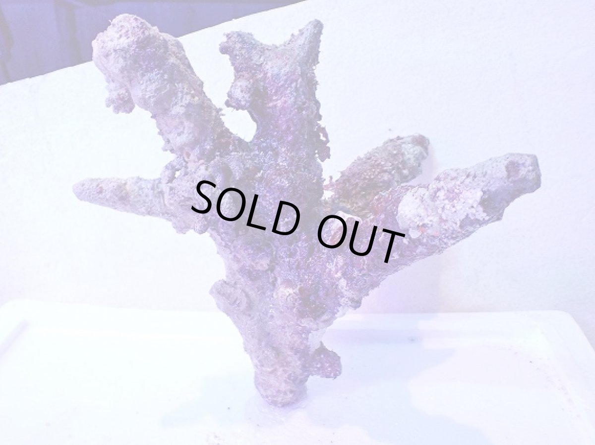 画像2: No.4 個体販売 オーストラリア産 ブランチロック 約2.1ｋｇ (2)