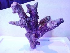 画像2: No.4 個体販売 オーストラリア産 ブランチロック 約2.1ｋｇ (2)