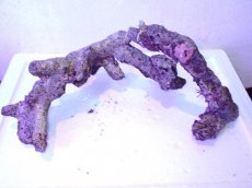 画像2: No.5 個体販売 オーストラリア産 ブランチロック 約1.85ｋｇ (2)