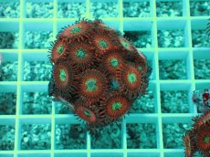 画像1: No.25 マメスナ Magician zoa (1)