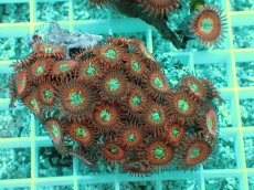 画像1: No.26 マメスナ Magician zoa (1)