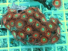 画像2: No.26 マメスナ Magician zoa (2)