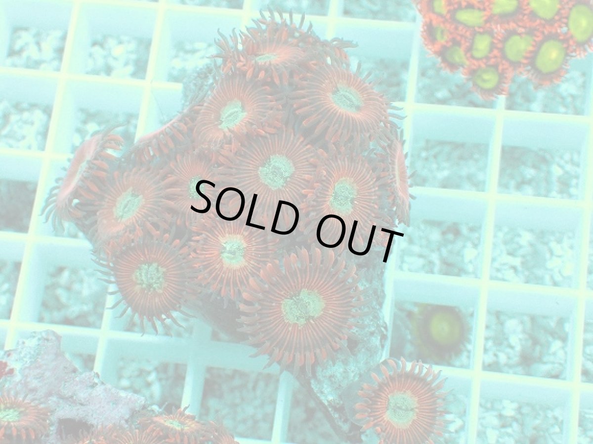 画像1: No.27 マメスナ Magician zoa (1)