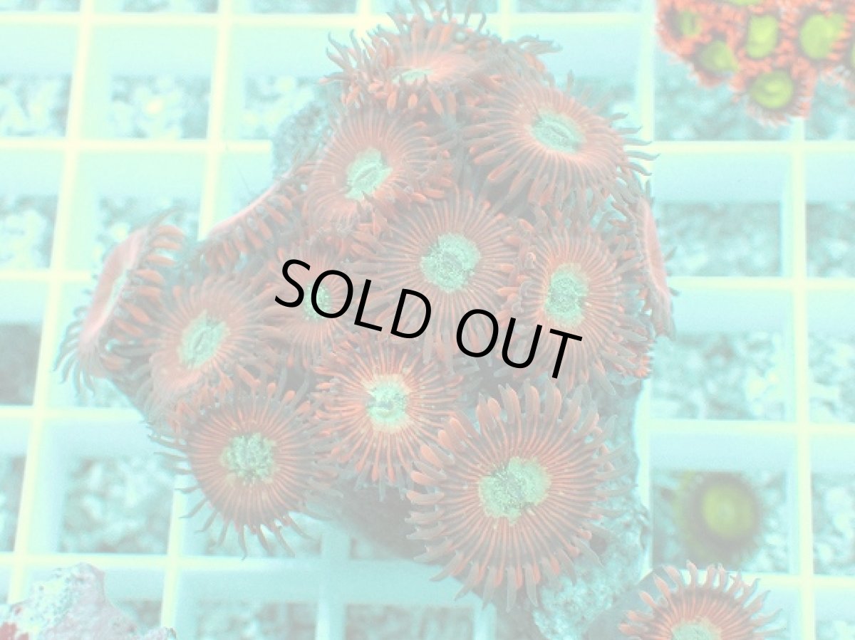 画像2: No.27 マメスナ Magician zoa (2)