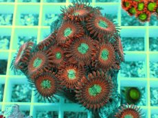 画像2: No.27 マメスナ Magician zoa (2)