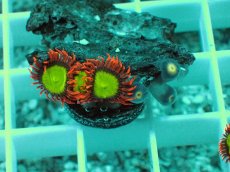 画像2: No.29 マメスナギンチャク　スペシャルマルチ (2)