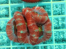 画像1: No.1 オーストラリア産 カクオオトゲキクメイシ (1)