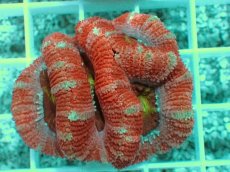 画像2: No.1 オーストラリア産 カクオオトゲキクメイシ (2)