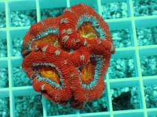 画像1: No.3 オーストラリア産 カクオオトゲキクメイシ (1)