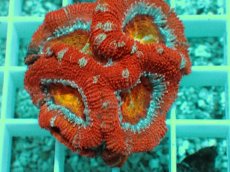 画像2: No.3 オーストラリア産 カクオオトゲキクメイシ (2)