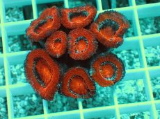 画像1: No.4 オーストラリア産 カクオオトゲキクメイシ (1)