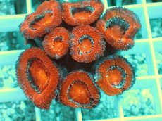 画像2: No.4 オーストラリア産 カクオオトゲキクメイシ (2)