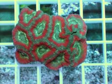 画像1: No.5 カクオオトゲキクメイシ ツートン (1)