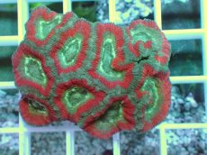 画像2: No.5 カクオオトゲキクメイシ ツートン (2)