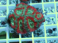 画像1: No.6 カクオオトゲキクメイシ ツートン (1)