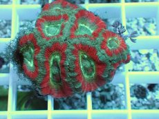 画像2: No.6 カクオオトゲキクメイシ ツートン (2)