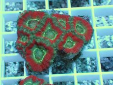 画像1: No.7 カクオオトゲキクメイシ ツートン (1)