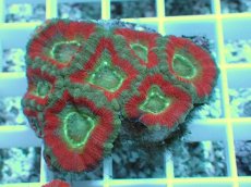 画像2: No.7 カクオオトゲキクメイシ ツートン (2)