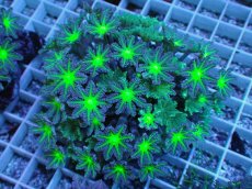 画像1: No.7 ツツウミヅタ グリーンコア　　【人気No.1】 (1)