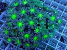 画像2: No.7 ツツウミヅタ グリーンコア　　【人気No.1】 (2)