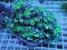 画像1: No.8 ツツウミヅタ グリーンコア (1)