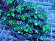 画像2: No.8 ツツウミヅタ グリーンコア (2)