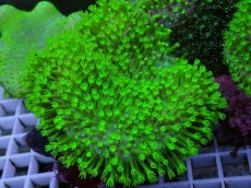 画像1: No.1 ウミキノコ スーパーグリーン　Lサイズ　　【迫力ある大きめサイズ！】 (1)