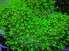 画像2: No.1 ウミキノコ スーパーグリーン　Lサイズ　　【迫力ある大きめサイズ！】 (2)