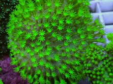 画像2: No.2 ウミキノコ スーパーグリーン　SMサイズ　　【人気No.1】 (2)