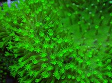 画像2: No.3 ウミキノコ スーパーグリーン　Lサイズ　　【迫力ある大きめサイズ！】 (2)