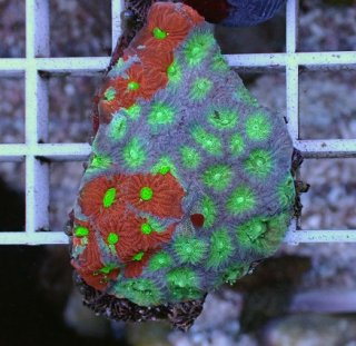 LPS全品 - AQUASTYLE YOU（アクアスタイルユー）