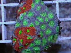 画像2: No.1 キクメイシsp　マルチカラー (2)