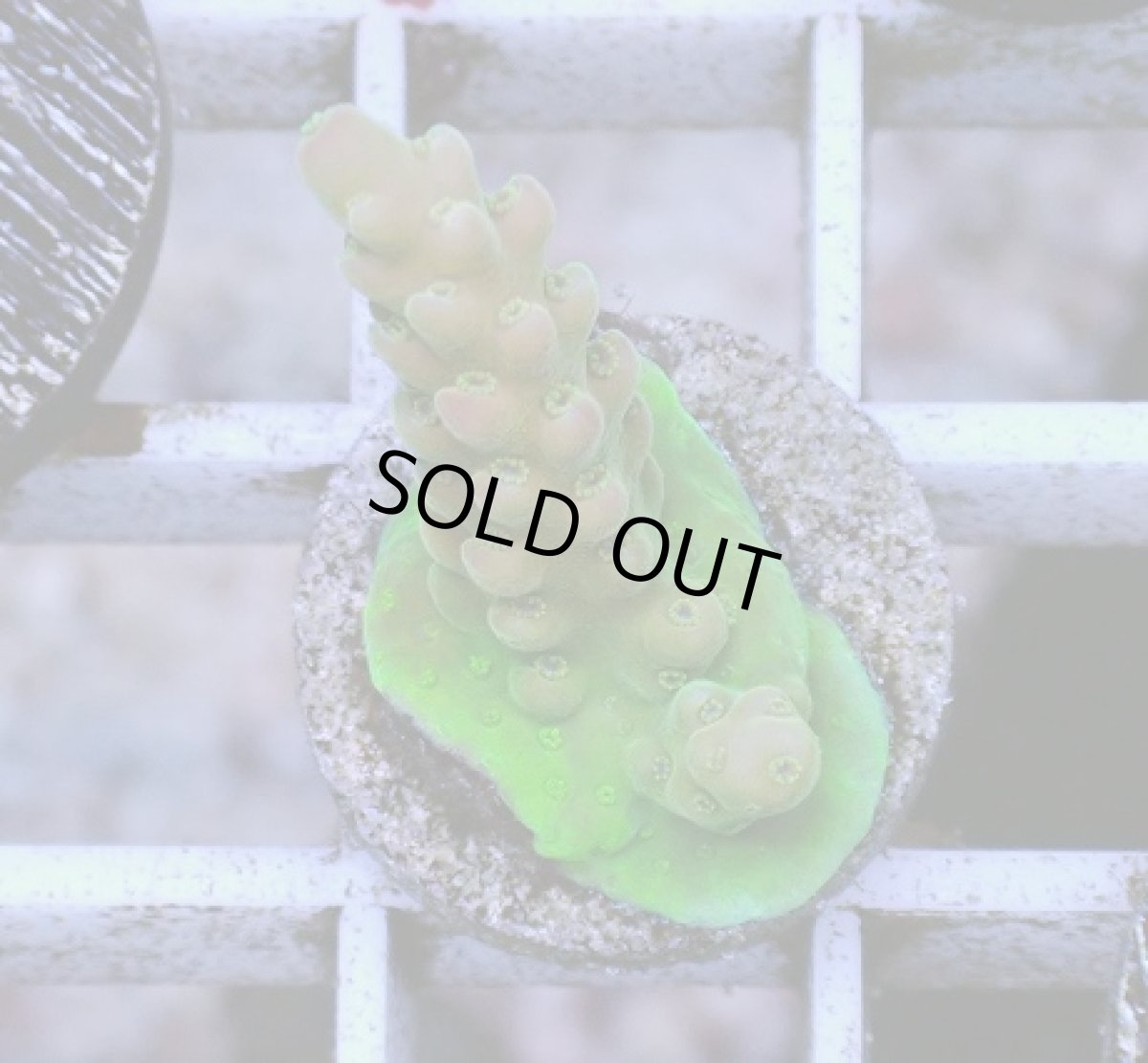 画像1: No.1 オーストラリア産 チェリーブロッサム (1)